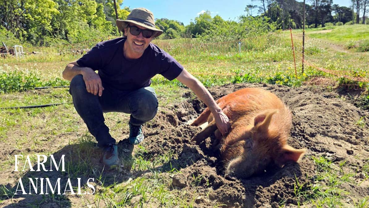 Zestiny Farm Central Mangrove - Buy Central Coast Fresh Produce